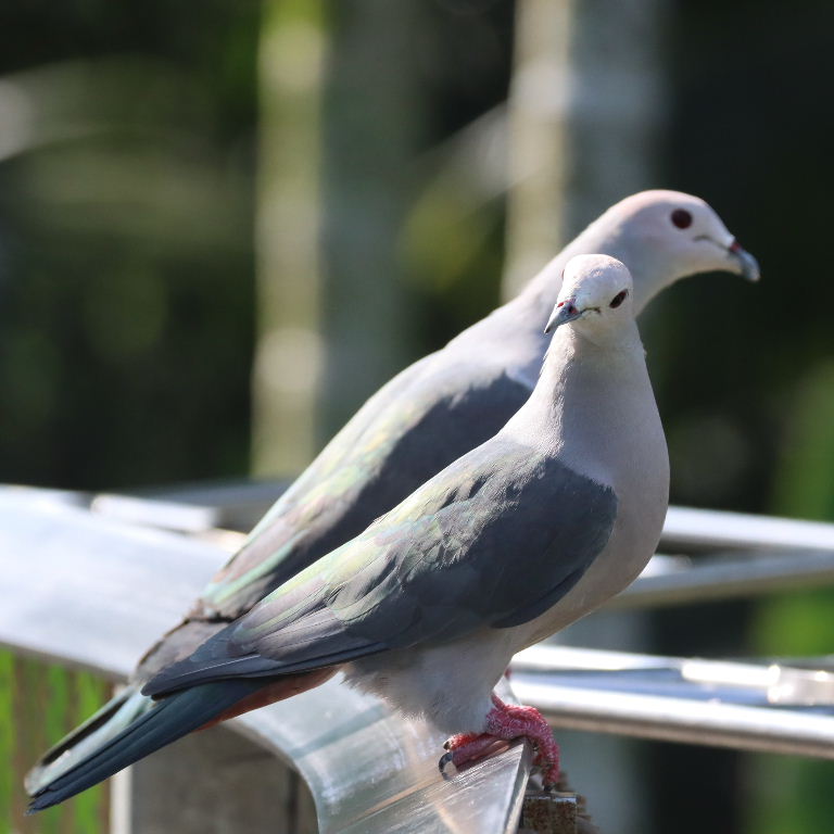 Blue-tailed Imperial Pigeon