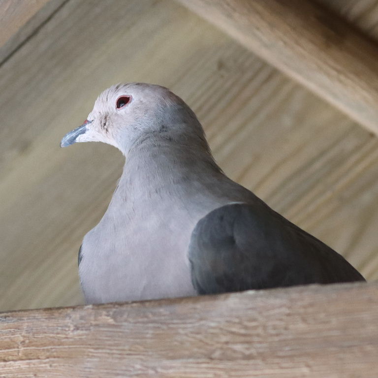 Blue-tailed Imperial Pigeon
