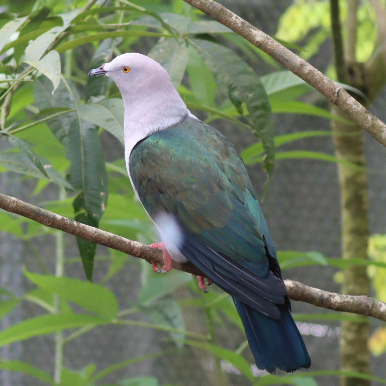 Blue-tailed Imperial Pigeon