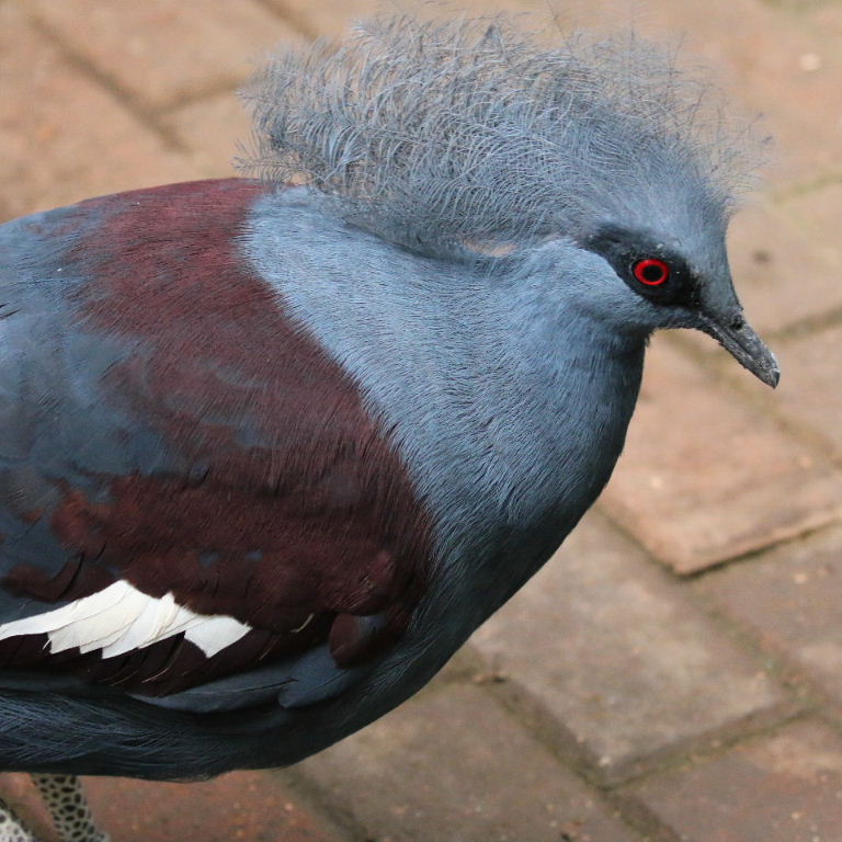 Common Crowned Pigeon