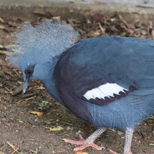 Hybrid  Crowned Pigeon