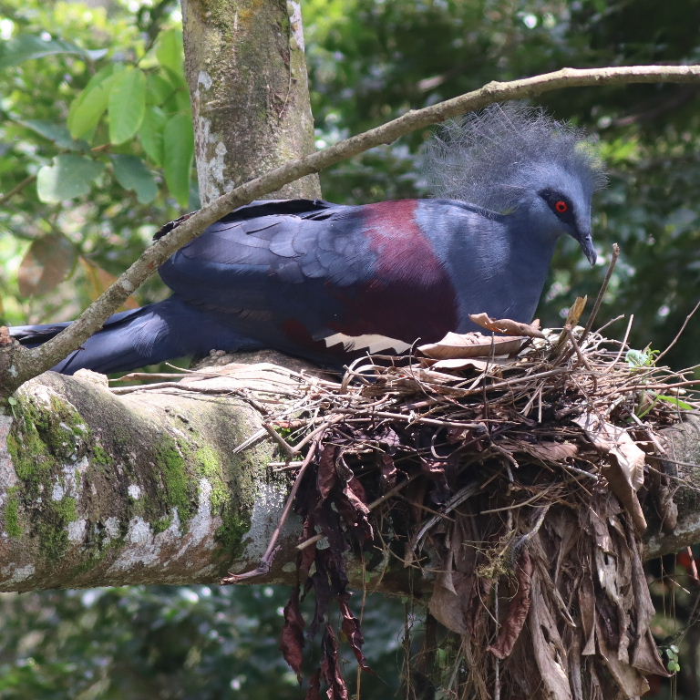 Common Crowned Pigeon