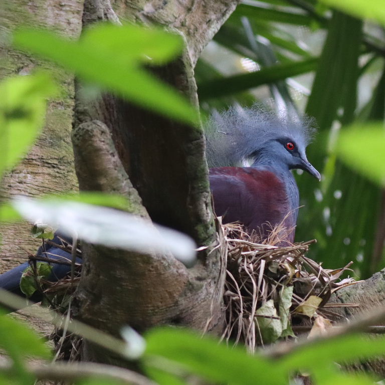 Western Crowned Pigeon