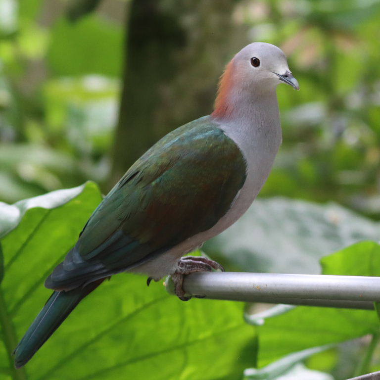 Chestnut-naped Imperial Pigeon