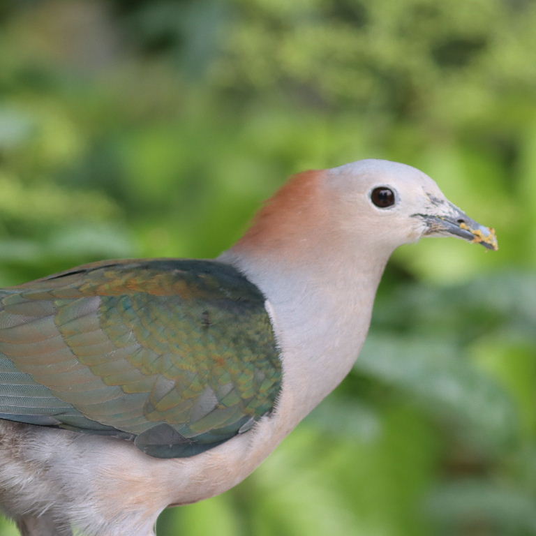 Chestnut-naped Imperial Pigeon