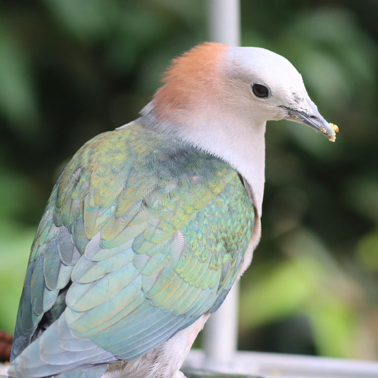 Chestnut-naped Imperial Pigeon