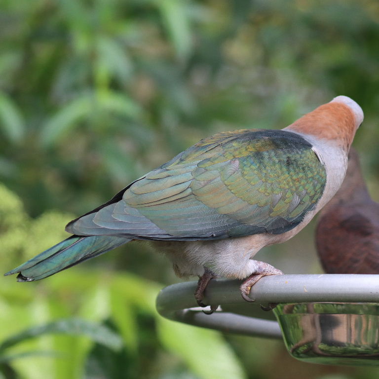 Chestnut-naped Imperial Pigeon