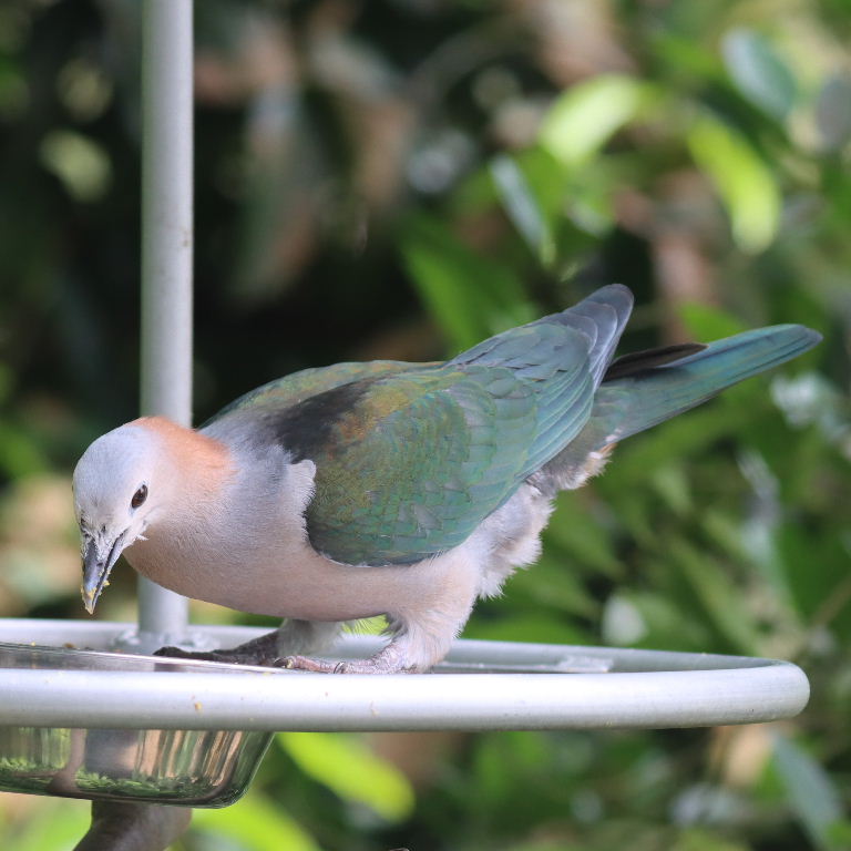 Chestnut-naped Imperial Pigeon