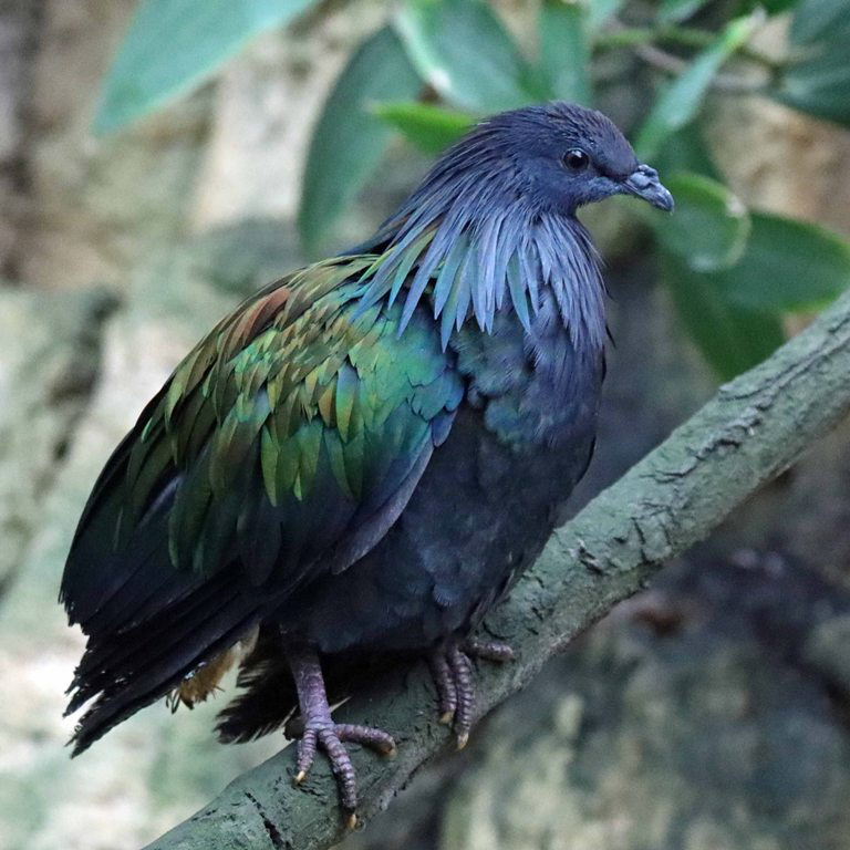 Nicobar Pigeon