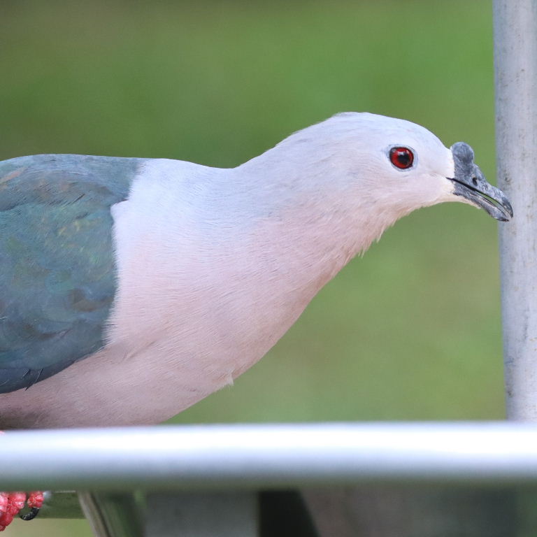 Pacific Imperial Pigeon