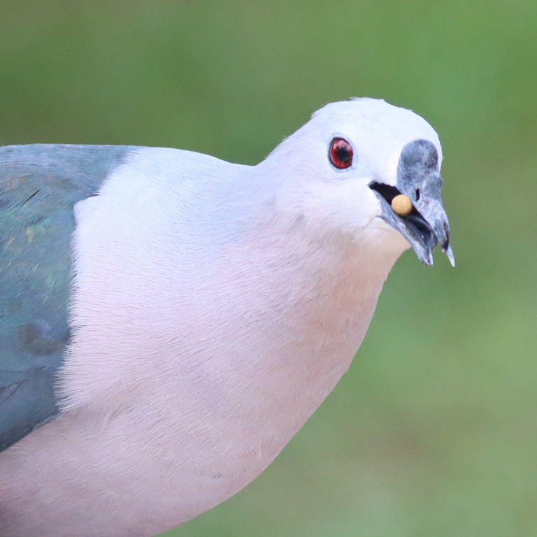 Pacific Imperial Pigeon