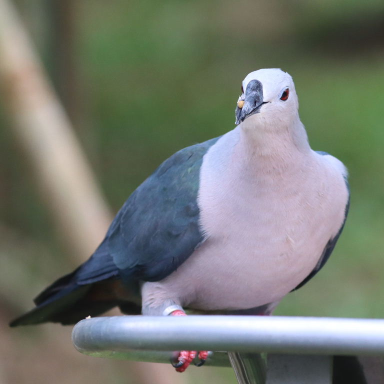 Pacific Imperial Pigeon