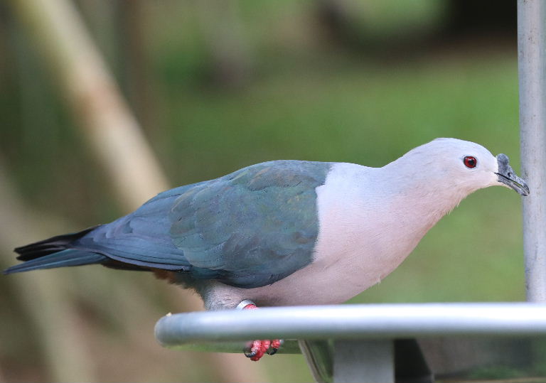 Pacific Imperial Pigeon