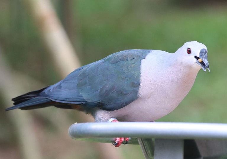 Pacific Imperial Pigeon