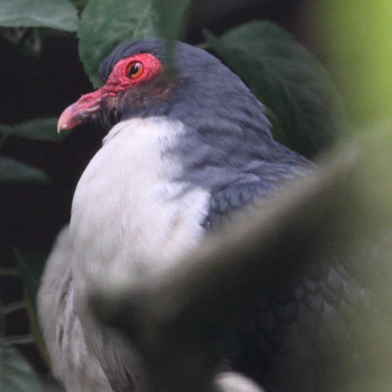 Bare-eyed Mountain Pigeon