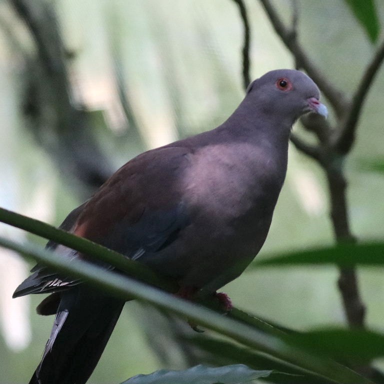 Peruvian/Maranon Pigeon