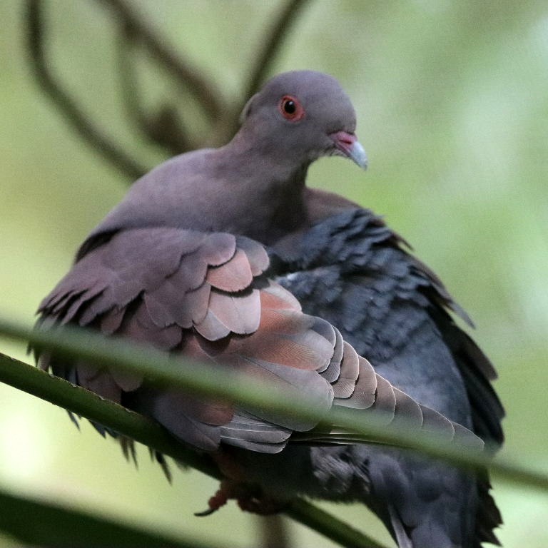 Peruvian/Maranon Pigeon
