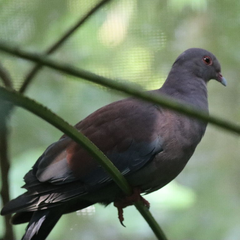 Peruvian/Maranon Pigeon
