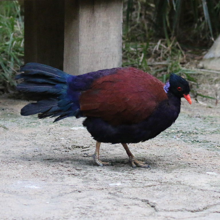 Pheasant Pigeon