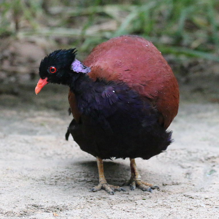 Pheasant Pigeon
