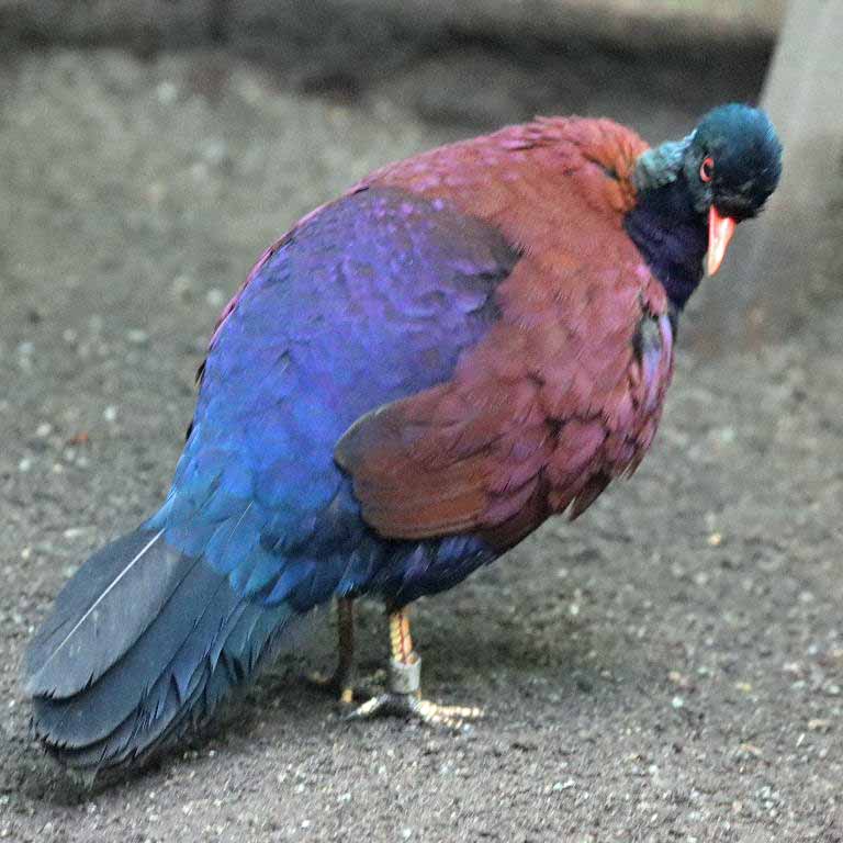Pheasant Pigeon Green-naped