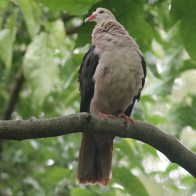 Mauritius Pink Pigeon