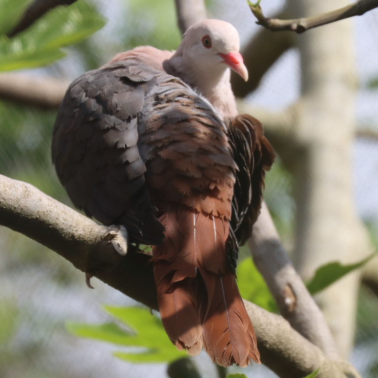 Mauritius Pink Pigeon