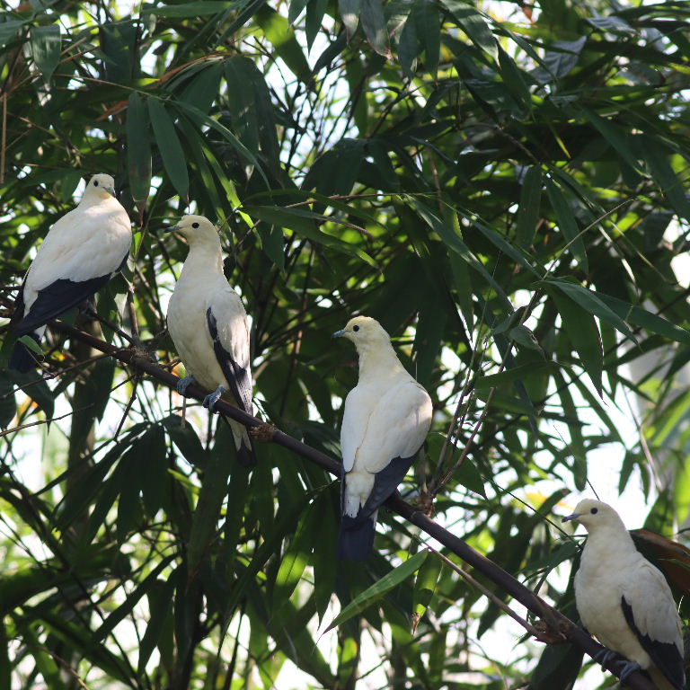Pied Imperial Pigeon