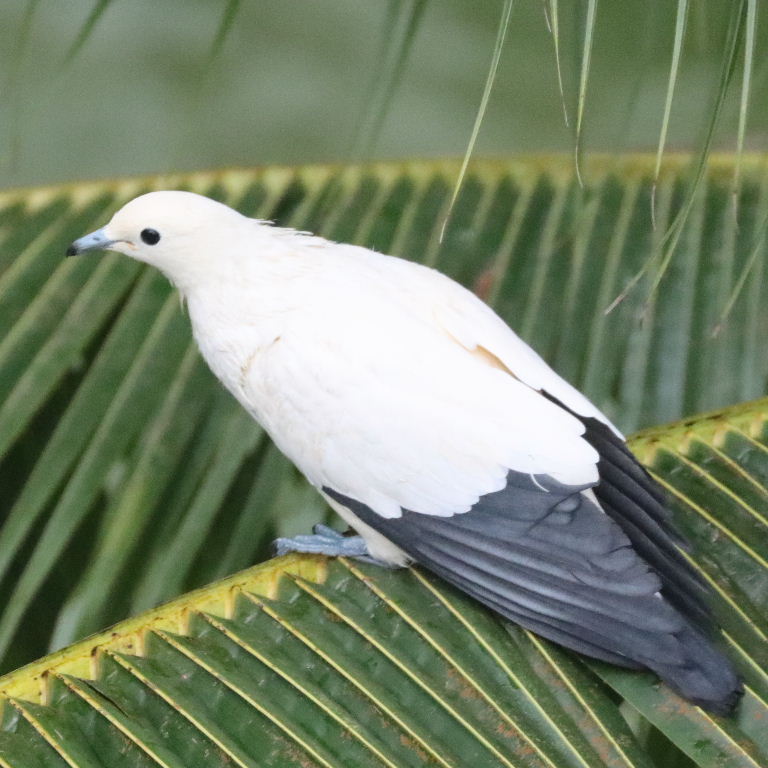 Pied Imperial Pigeon