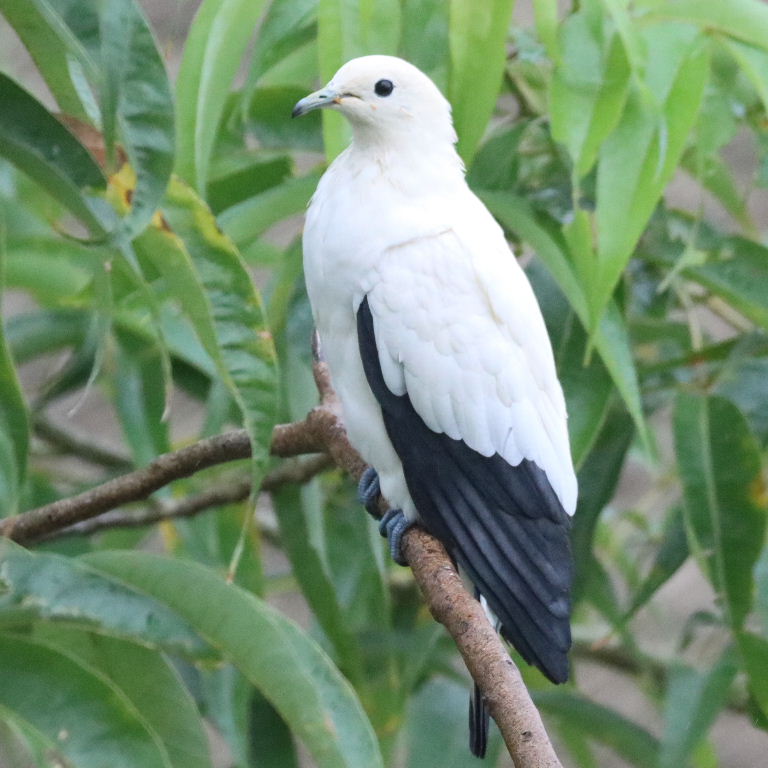 Pied Imperial Pigeon