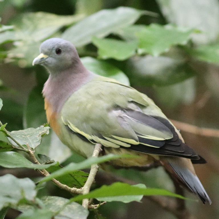 Pink-necked Green Pigeon