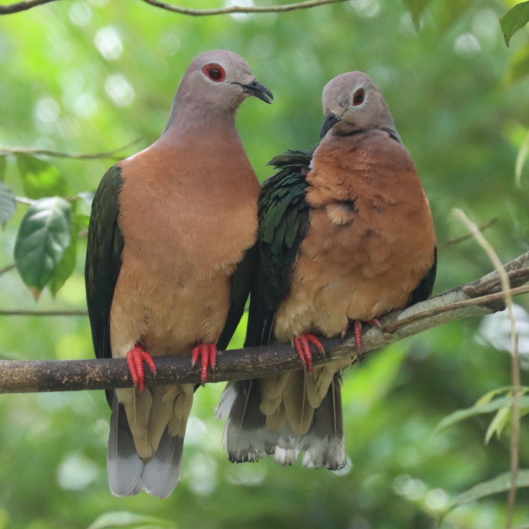 Purple-tailed Imperial Pigeon