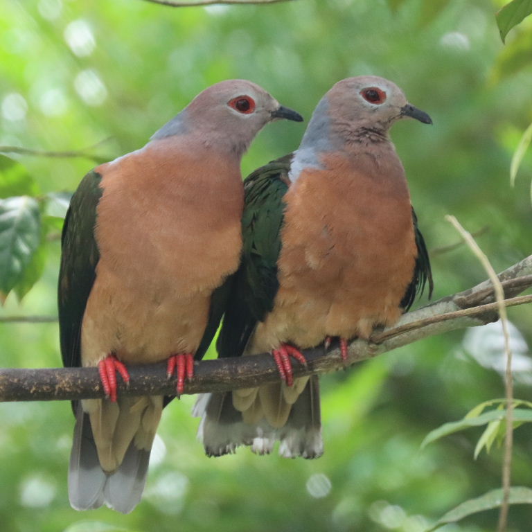 Purple-tailed Imperial Pigeon