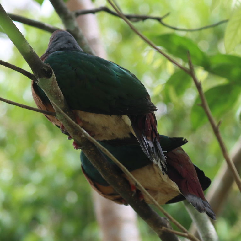 Purple-tailed Imperial Pigeon