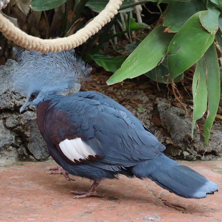 Scheepmaker's Crowned Pigeon