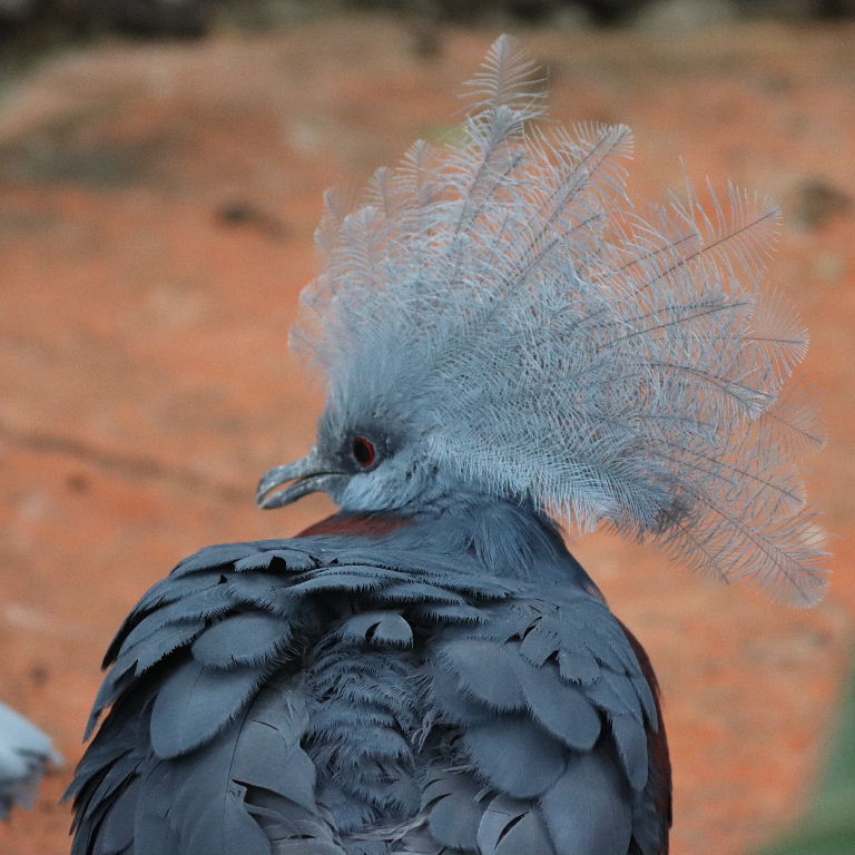 Scheepmaker's Crowned Pigeon