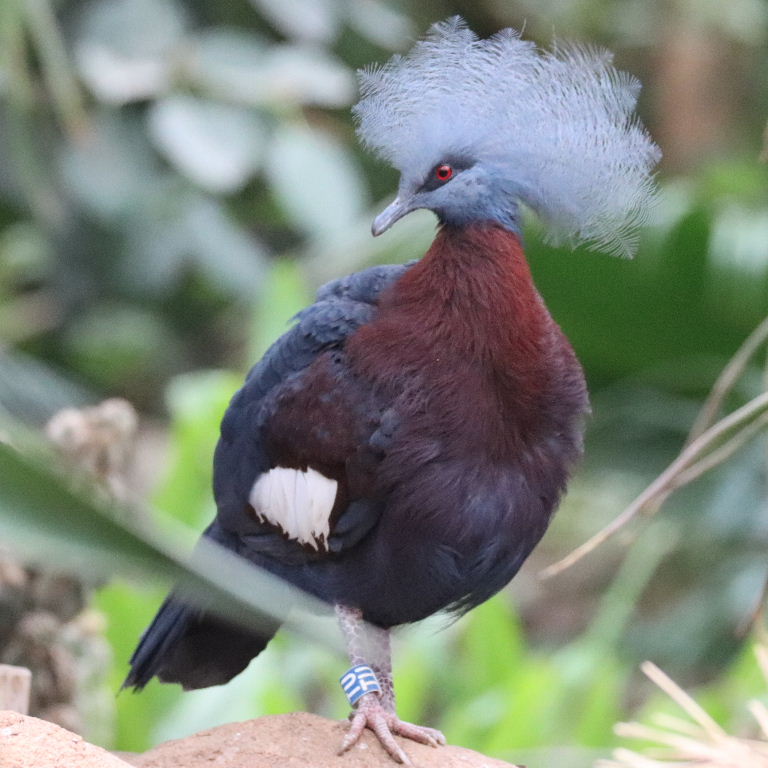 Scheepmaker's Crowned Pigeon