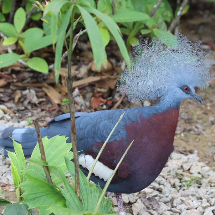 Sclater's Crowned Pigeon