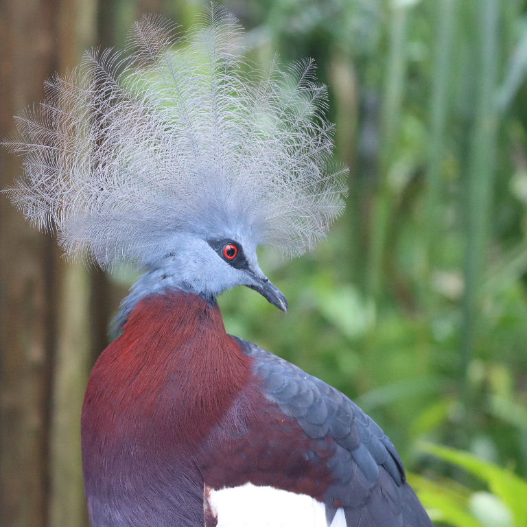 Sclater's Crowned Pigeon