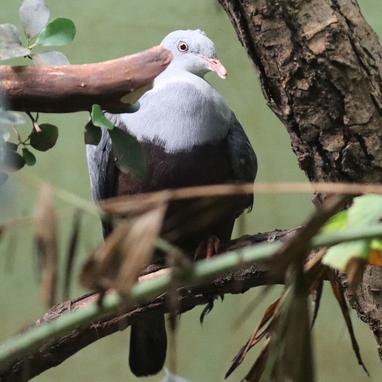 Spotted Imperial Pigeon