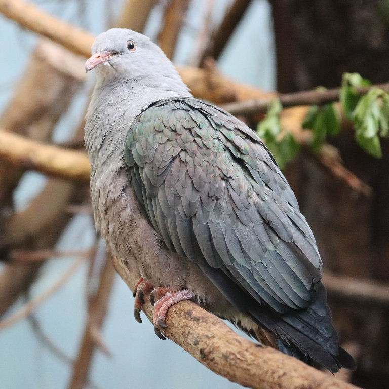 Spotted Imperial Pigeon