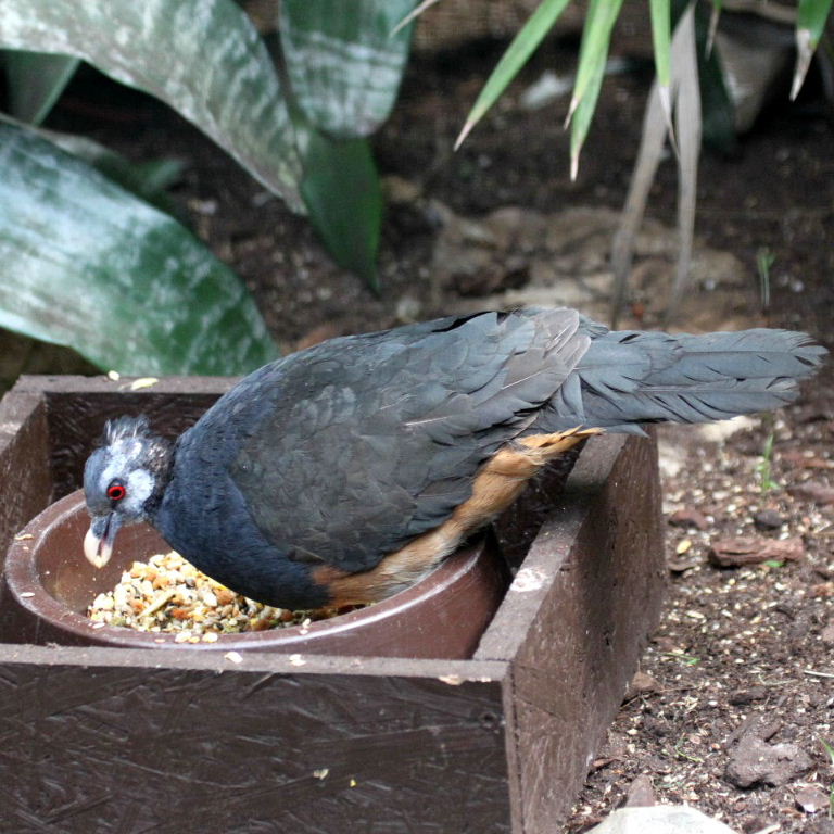 Thick-billed Ground Pigeon