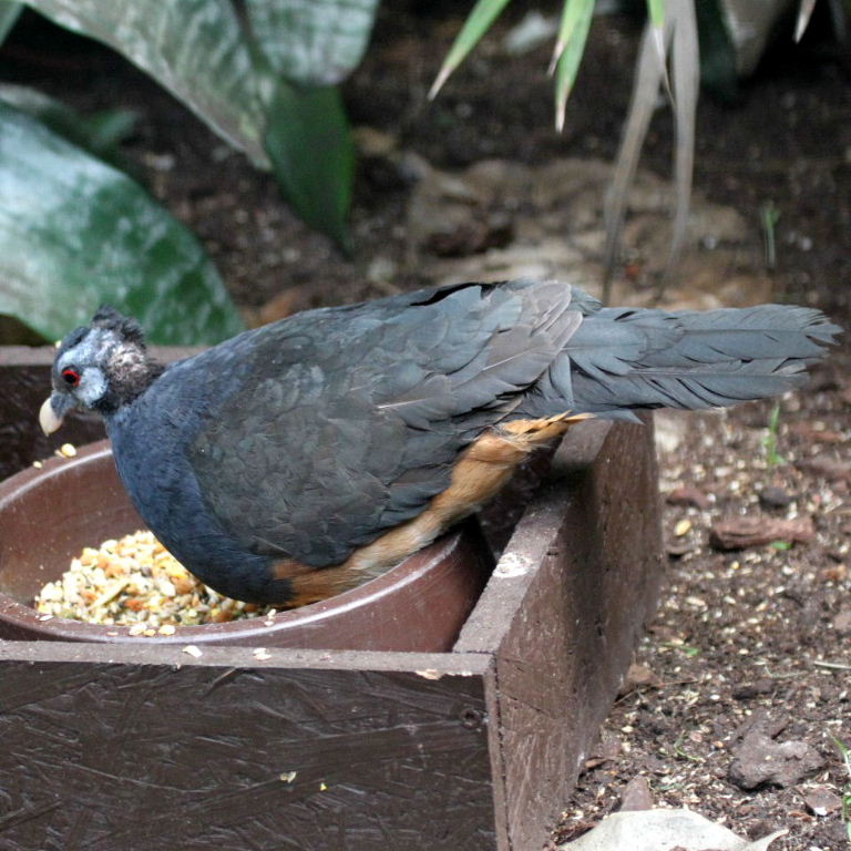 Thick-billed Ground Pigeon
