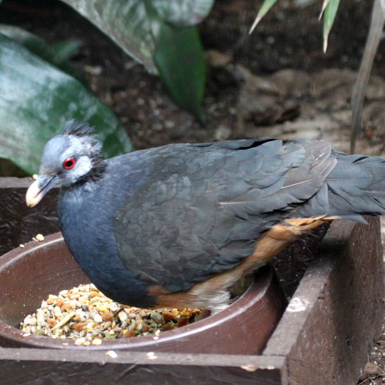 Thick-billed Ground Pigeon