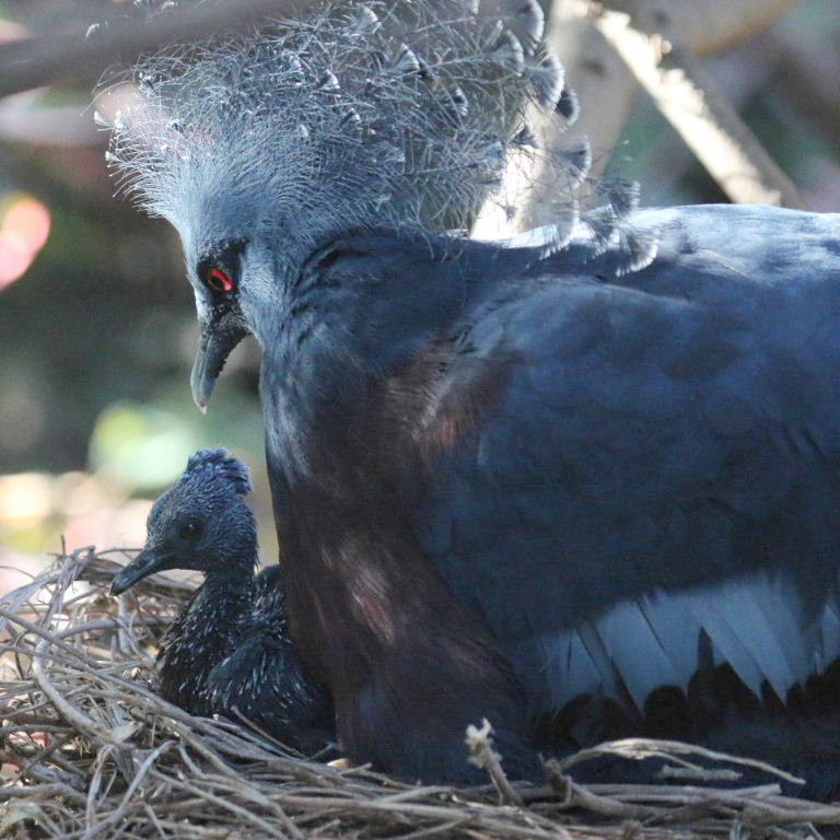 Victoria Crowned Pigeon on nest with chick