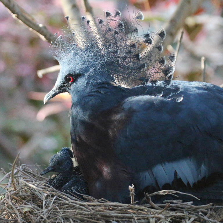 Victoria Crowned Pigeon on nest with chick