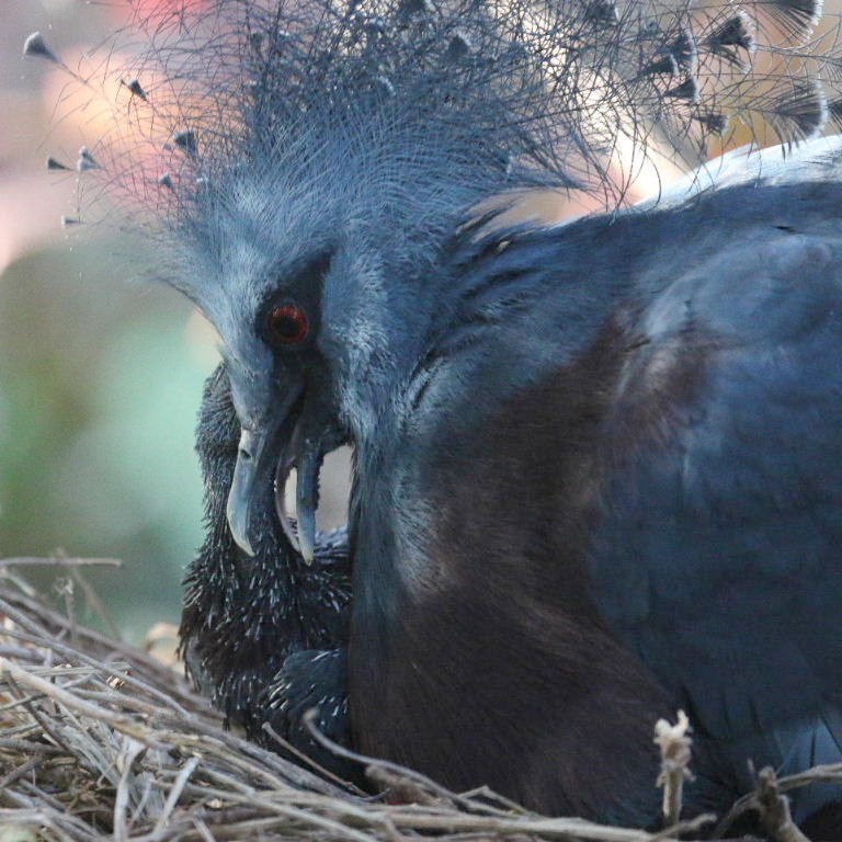 Victoria Crowned Pigeon on nest with chick