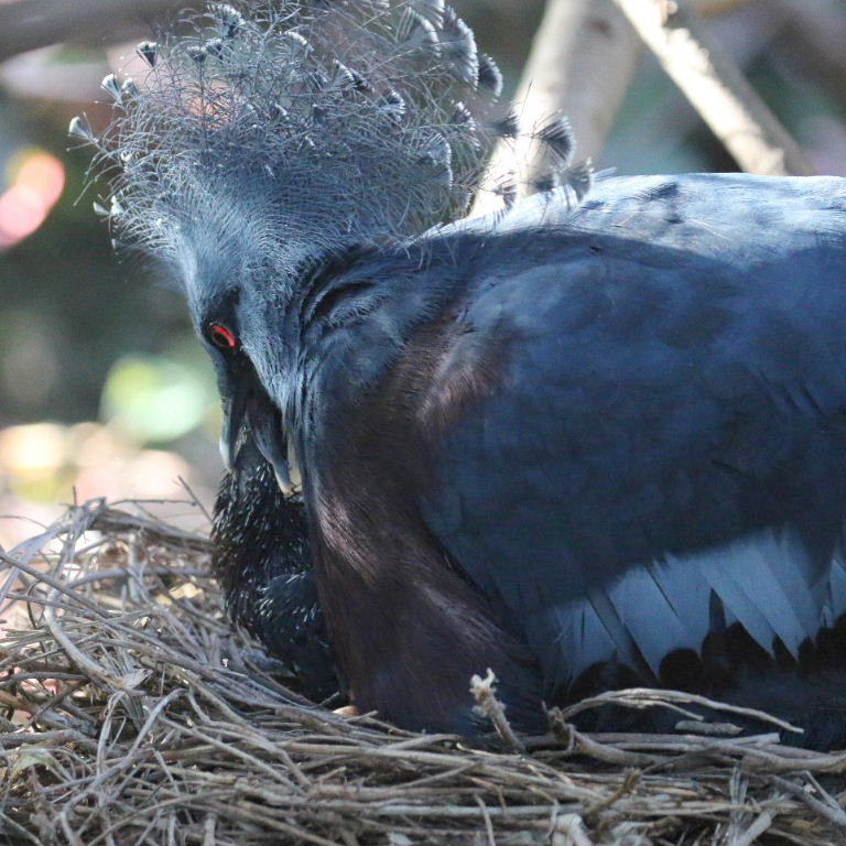 Victoria Crowned Pigeon on nest with chick