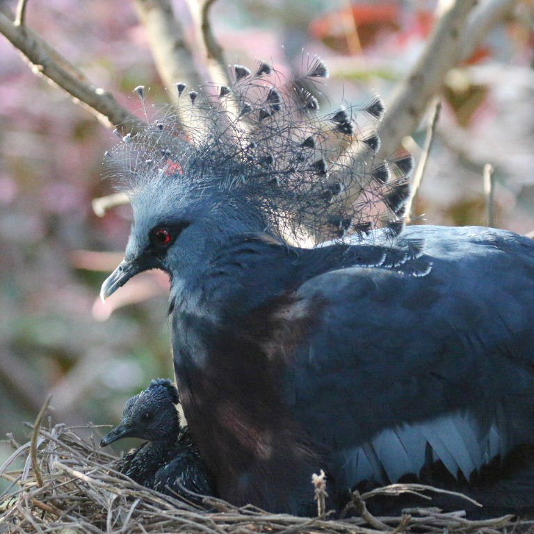 Victoria Crowned Pigeon on nest with chick