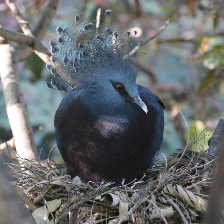 Victoria Crowned Pigeon on nest